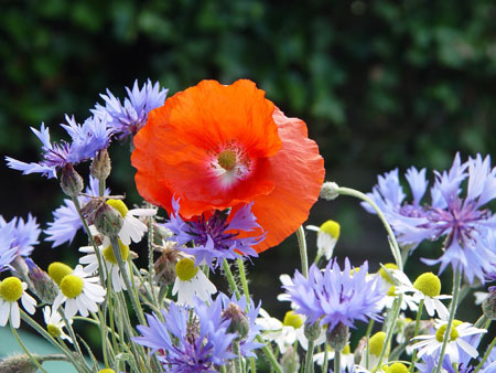 Rote Blüte