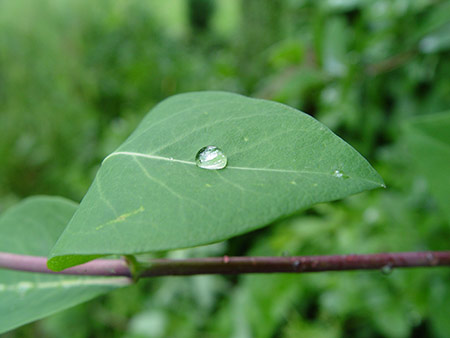 Tropfen auf Blatt