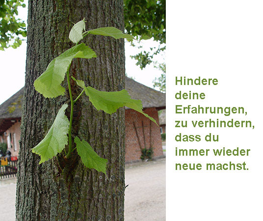 Baumstamm mit neuem Trieb mit Text:  Hindere deine Erfahrungen, zu verhindern, dass du immer wieder neue machst.