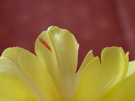 Blüte mit kleinen Fehlern