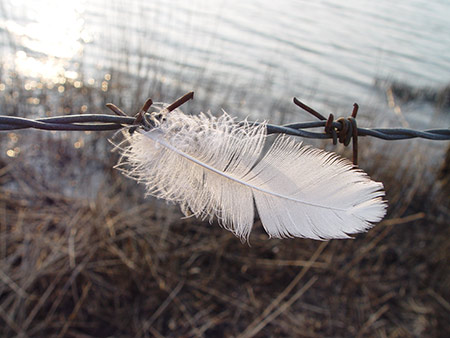 Feder am Stacheldraht