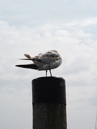 Möwe vor dem Flug