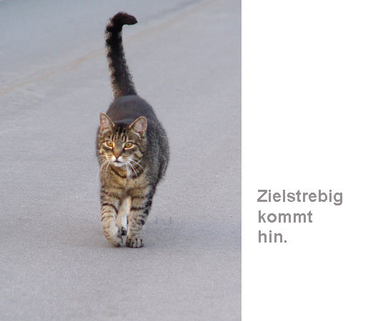 Katze im Katzengang mit Text: Zielstrebig kommt hin