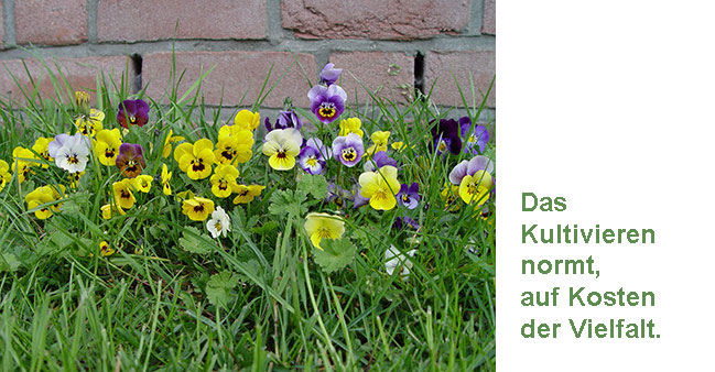 Blumenwildwuchs mit Text:  Das Kultivieren normt, auf Kosten der Vielfalt.