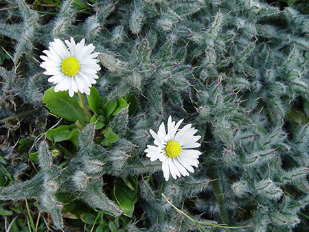 Zwei Blüten im Gestrüpp