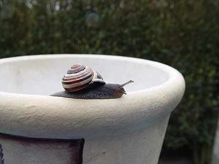 Schnecke auf Blumentopf