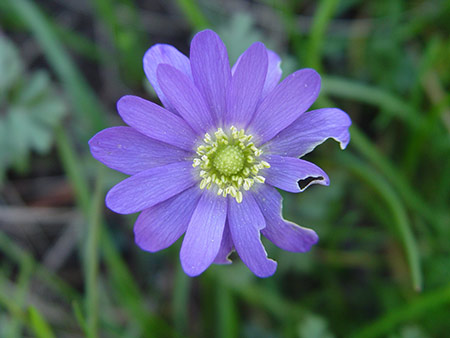 Beschädigte Blüte